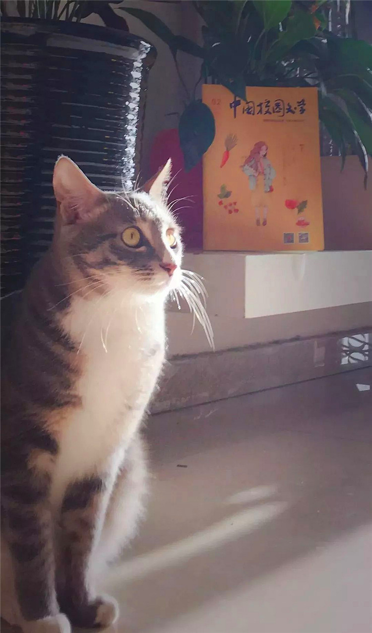 DƬ