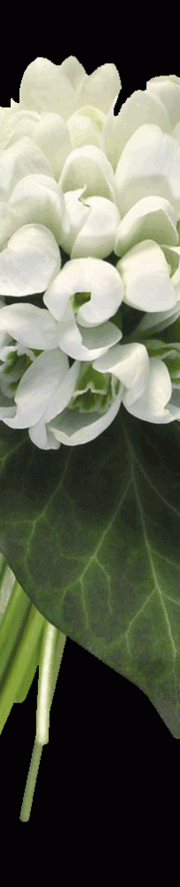 ֬