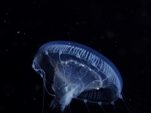 ˮĸ