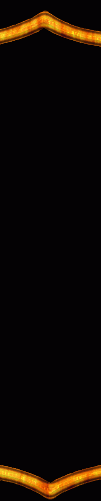 ͸ı