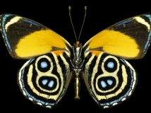 ˴