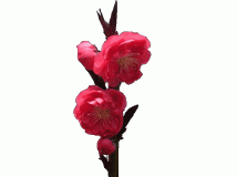 һʢ_ĵط