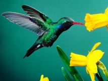 ֲ