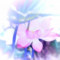 һMVΨĺɻز