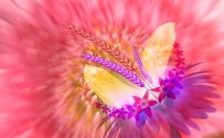 Lrز