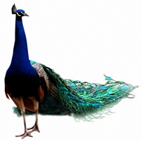 չ¶n