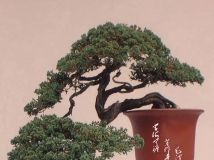 `辰