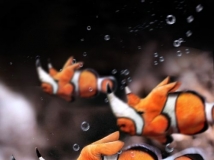 PSţ˂ţBƷ