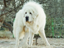 Ȯ
