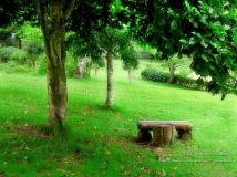 ļڼ Summer