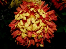 ҰlD^ȥ,ֻðl@